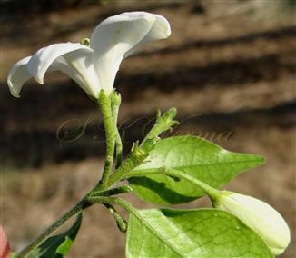  Inflorescence